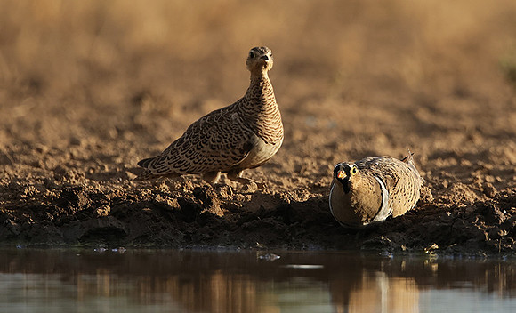 Black-faced sangrouses - Shompole