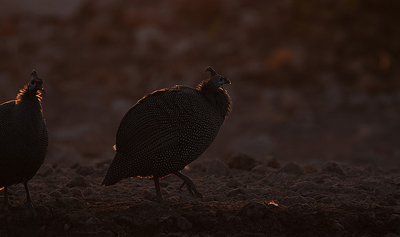 Helmeted guineafowl - Ongava Private Reserve