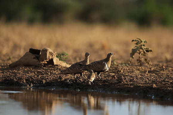 Black-faced sangrouses - Shompole