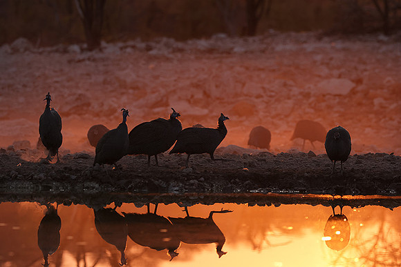 Helmeted guineafowl - Ongava Private Reserve