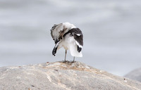 Kelp gull - Skeleton coast