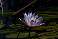 Lotus flowers - Botswana