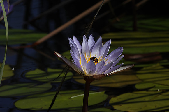 Lotus flowers - Botswana