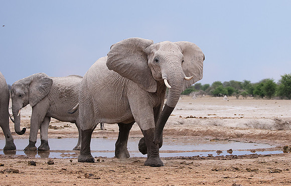 Nxai Pan