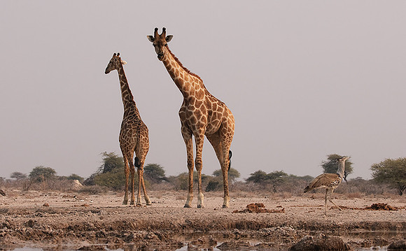 Onguma Private Reserve