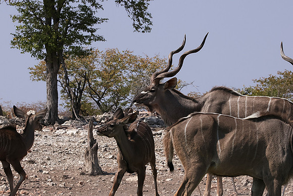 Onguma Private Reserve