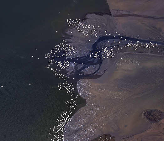Pelicans from helicopter