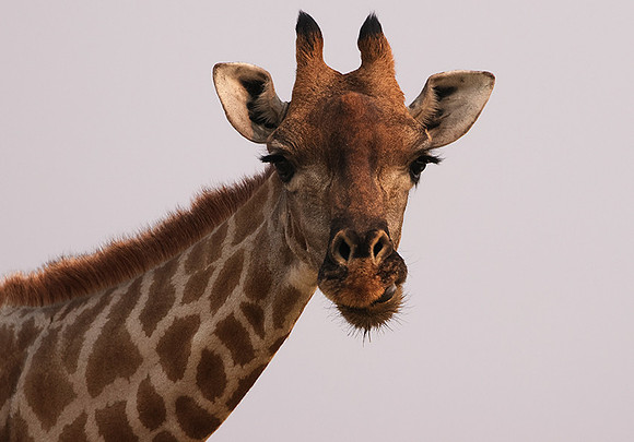 Onguma Private Reserve