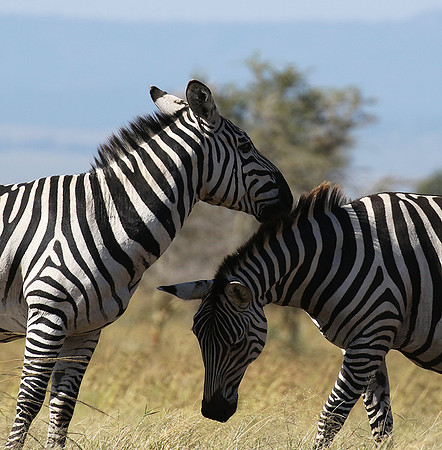 Serengeti - Grumeti Private Reserve