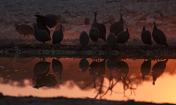 Helmeted guineafowl - Ongava Private Reserve