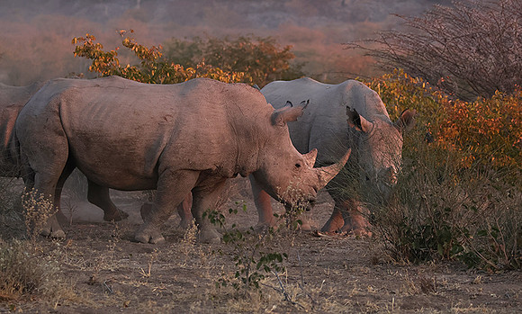 White rhinos  -  Ongava Private Reserve