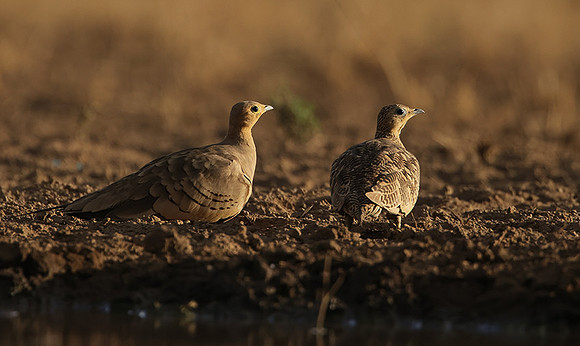 Chestnut-bellied sandgrouse - Shompole