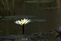 Lotus flowers - Botswana
