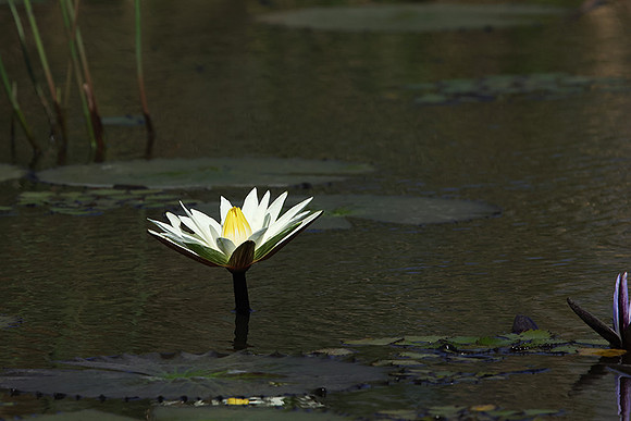 Lotus flowers - Botswana