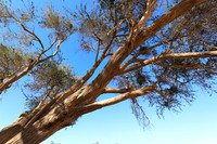 Damaraland