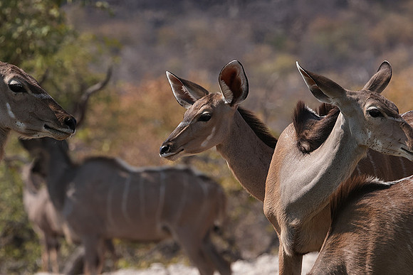 Onguma Private Reserve