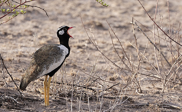 Northern black korhaan - Tau Pan