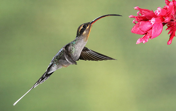 Green hermit