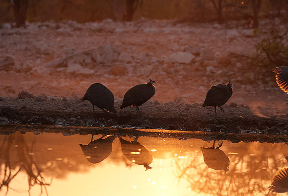 Helmeted guineafowl - Ongava Private Reserve