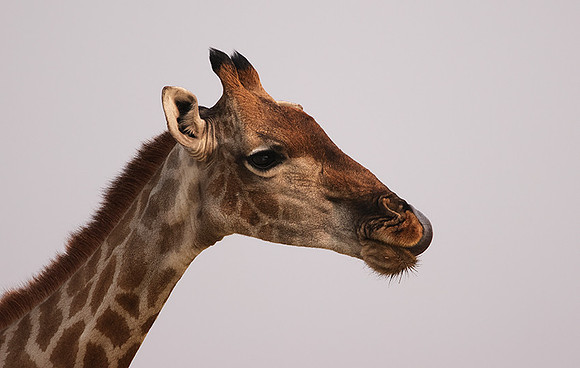 Onguma Private Reserve