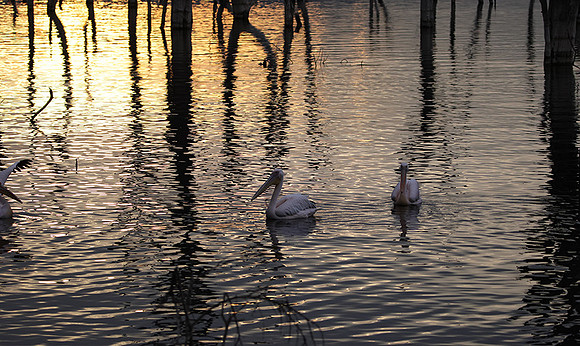 Lake Nakuru