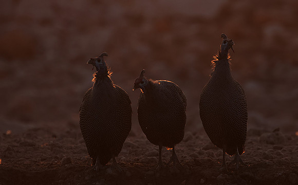 Helmeted guineafowl - Ongava Private Reserve