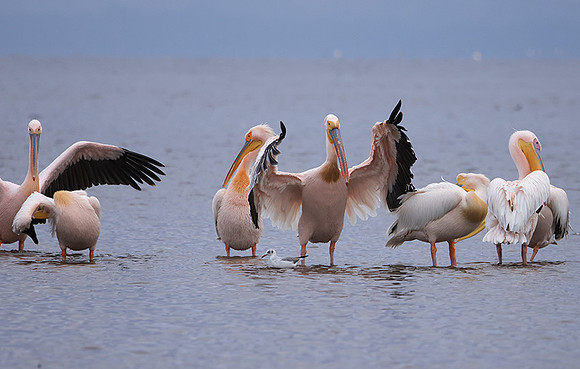 Lake Nakuru