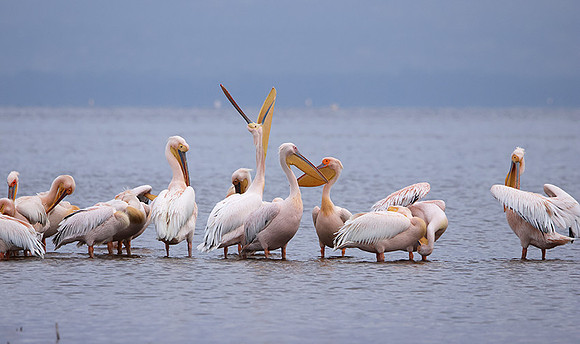 Lake Nakuru