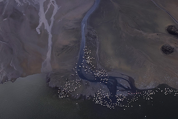 Pelicans from helicopter