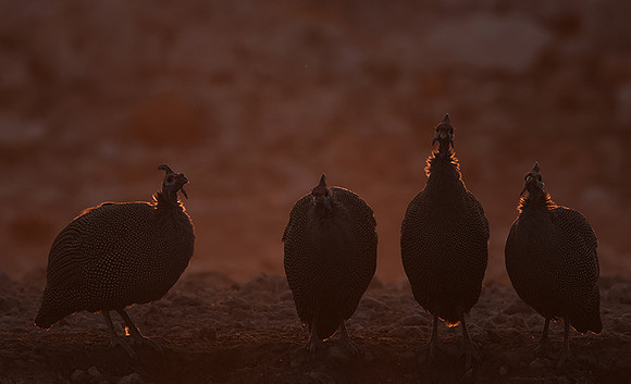 Helmeted guineafowl - Ongava Private Reserve