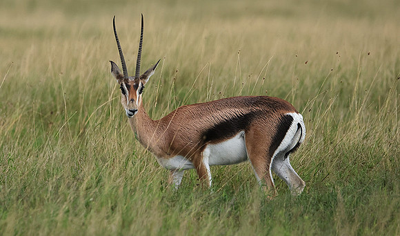 Borana