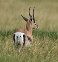 Borana