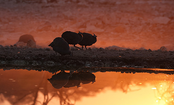 Helmeted guineafowl - Ongava Private Reserve