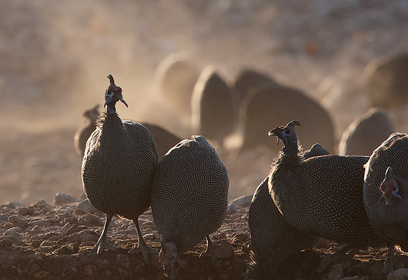Helmeted guineafowl - Ongava Private Reserve