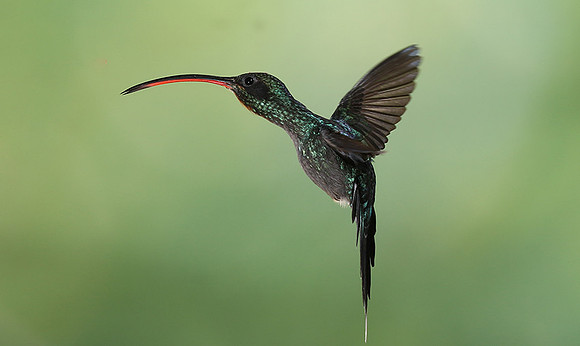 Green hermit