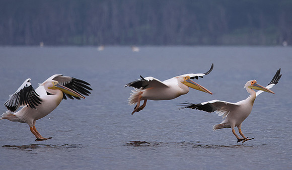 Lake Nakuru