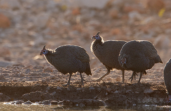 Helmeted guineafowl - Ongava Private Reserve