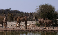 Onguma Private Reserve