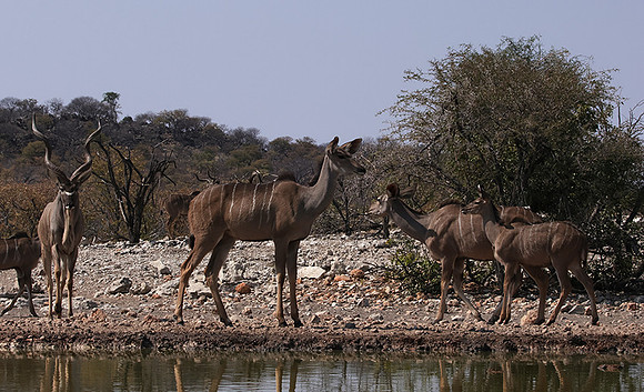 Onguma Private Reserve