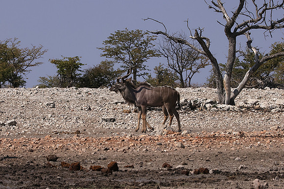 Onguma Private Reserve
