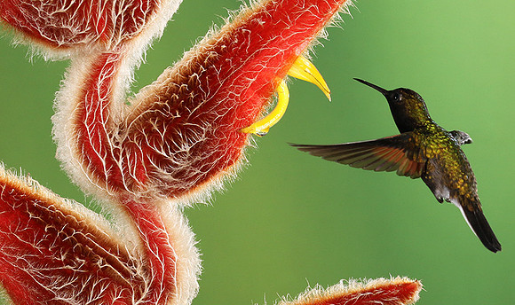 Black-bellied hummingbird