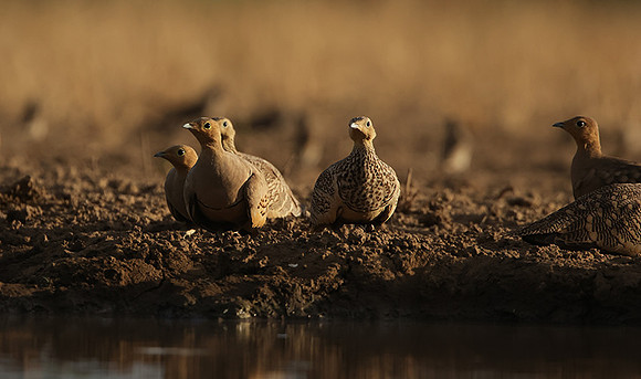 Chestnut-bellied sandgrouse - Shompole