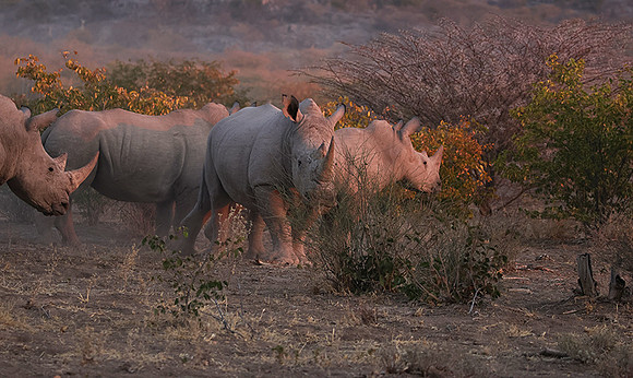 White rhinos  -  Ongava Private Reserve