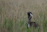 Black-bellied bustard - Borana