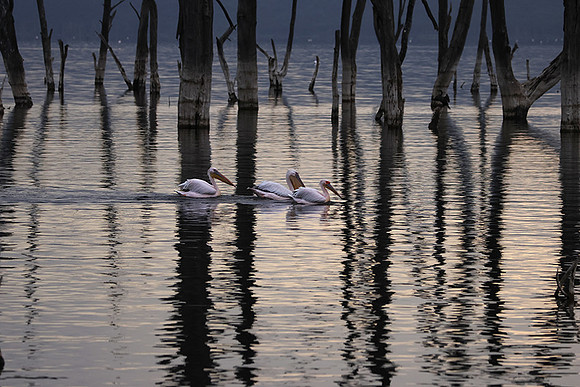 Lake Nakuru