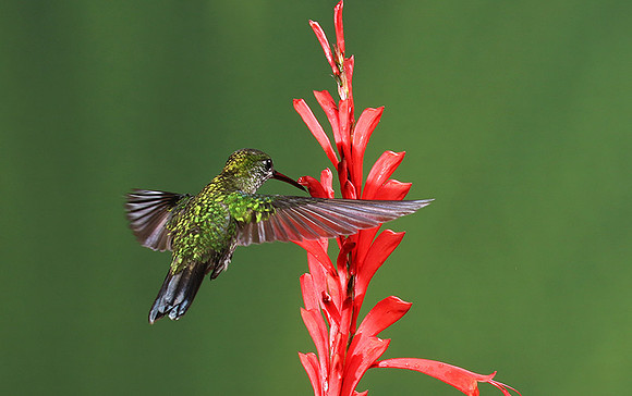 Green-crowned brilliant
