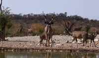 Onguma Private Reserve