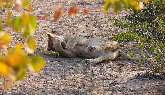 Ongava Private Reserve