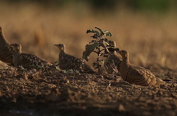 Chestnut-bellied sandgrouse - Shompole