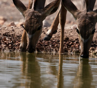 Onguma Private Reserve